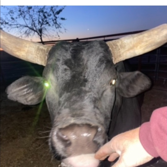 Meet your Posher, Luke - Picture 1 of 1